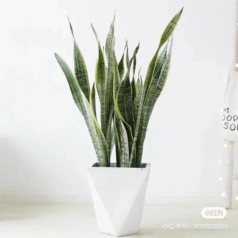 中型植物