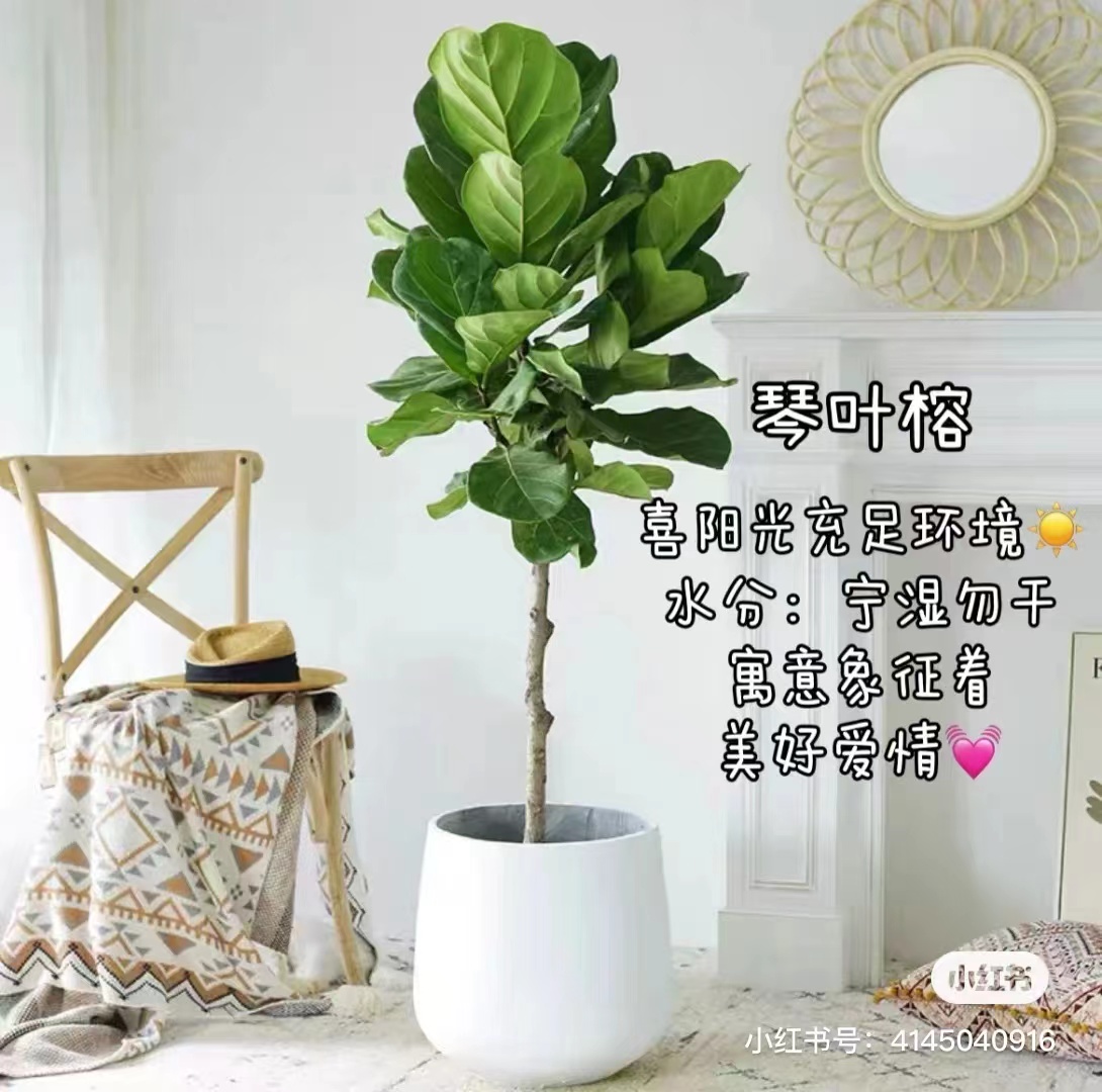 琴叶榕