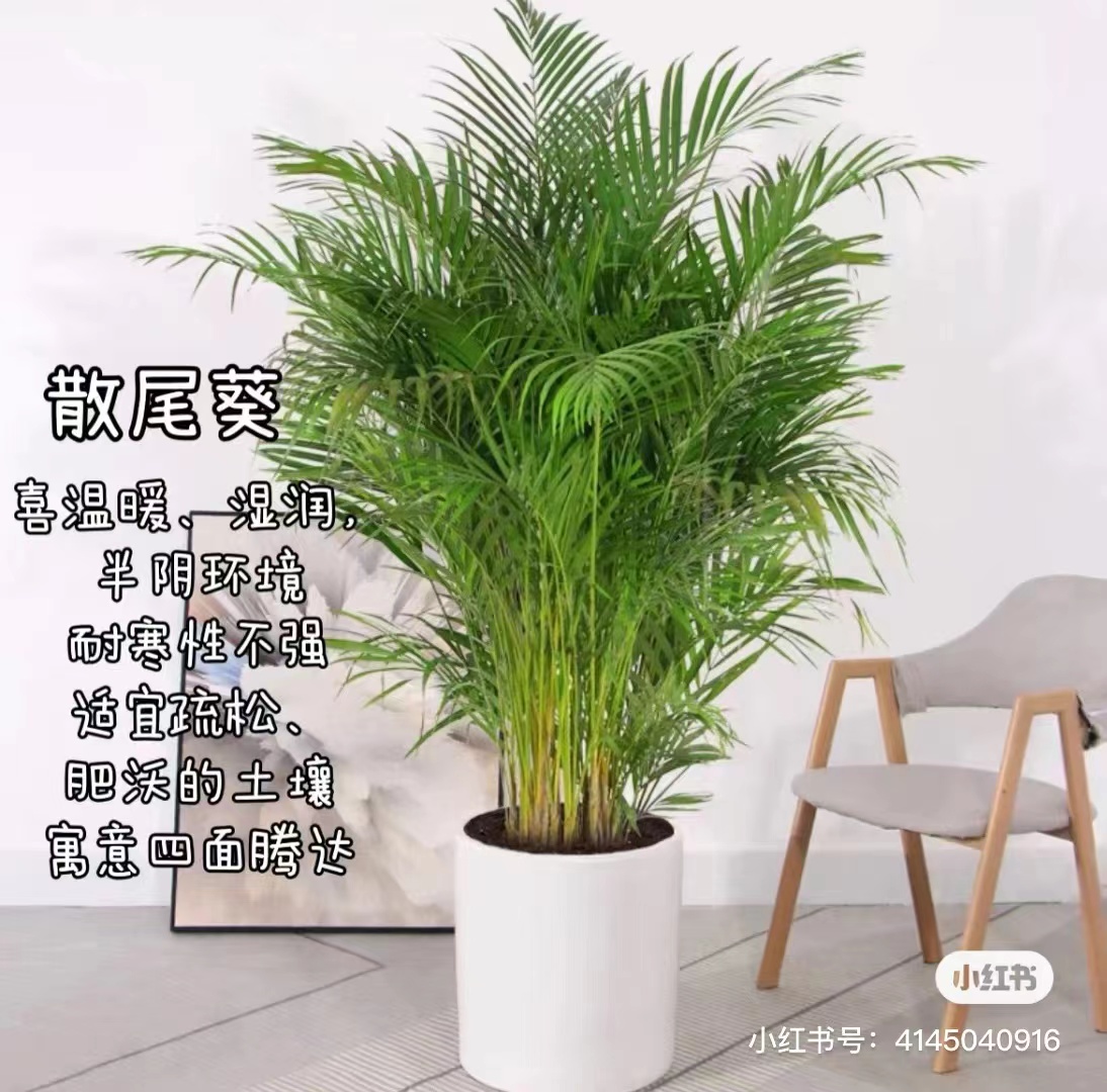 散尾葵