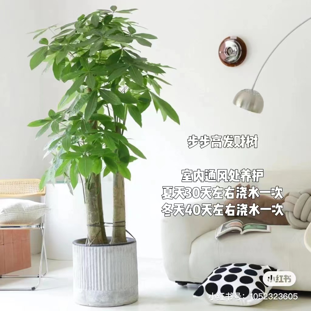 步步高发财树