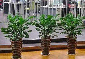 各种场所花卉植物租赁方案建议