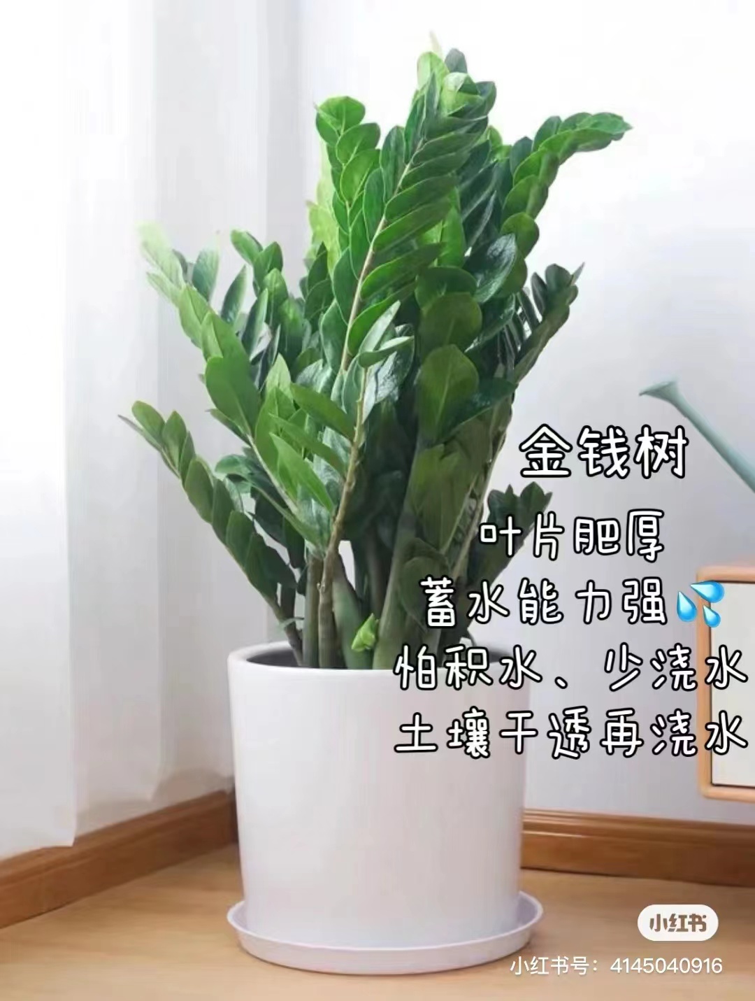金钱树