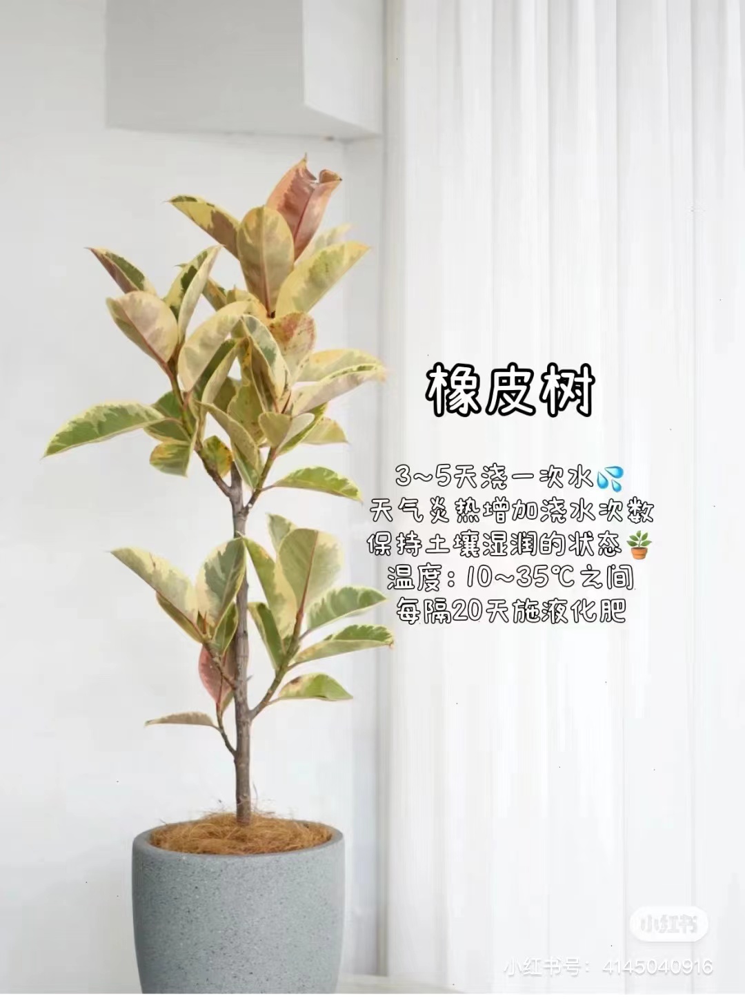 橡皮树