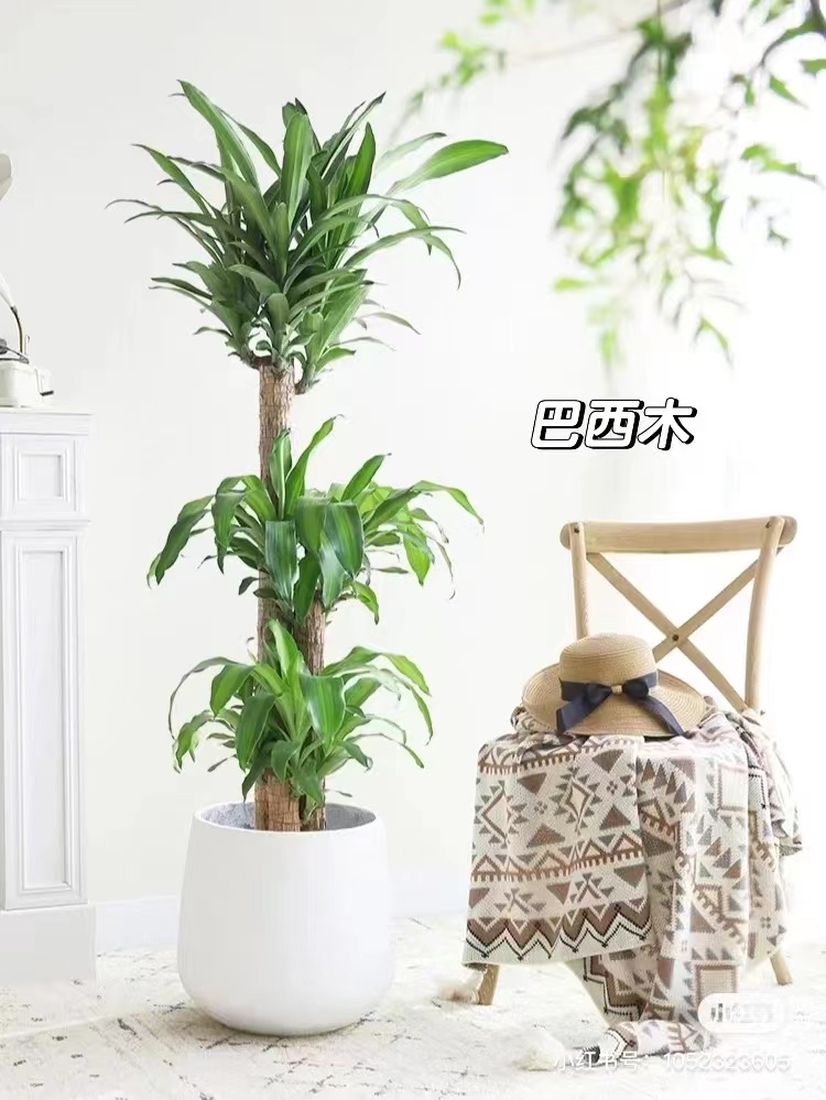 巴西木