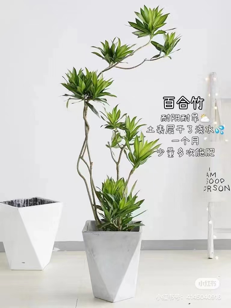 百合竹