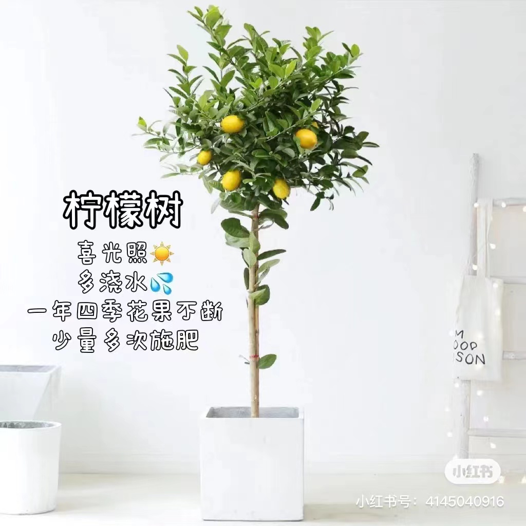 柠檬树