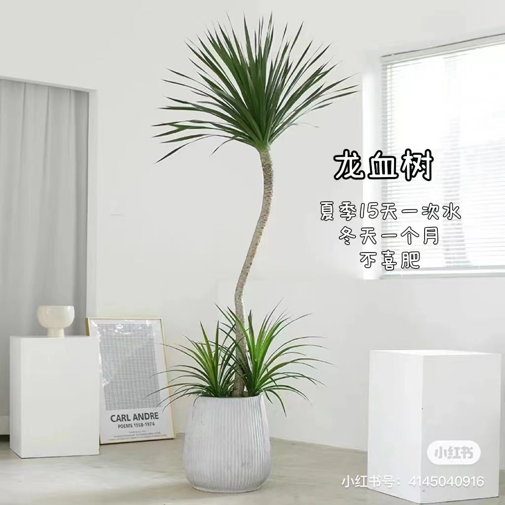 龙血树