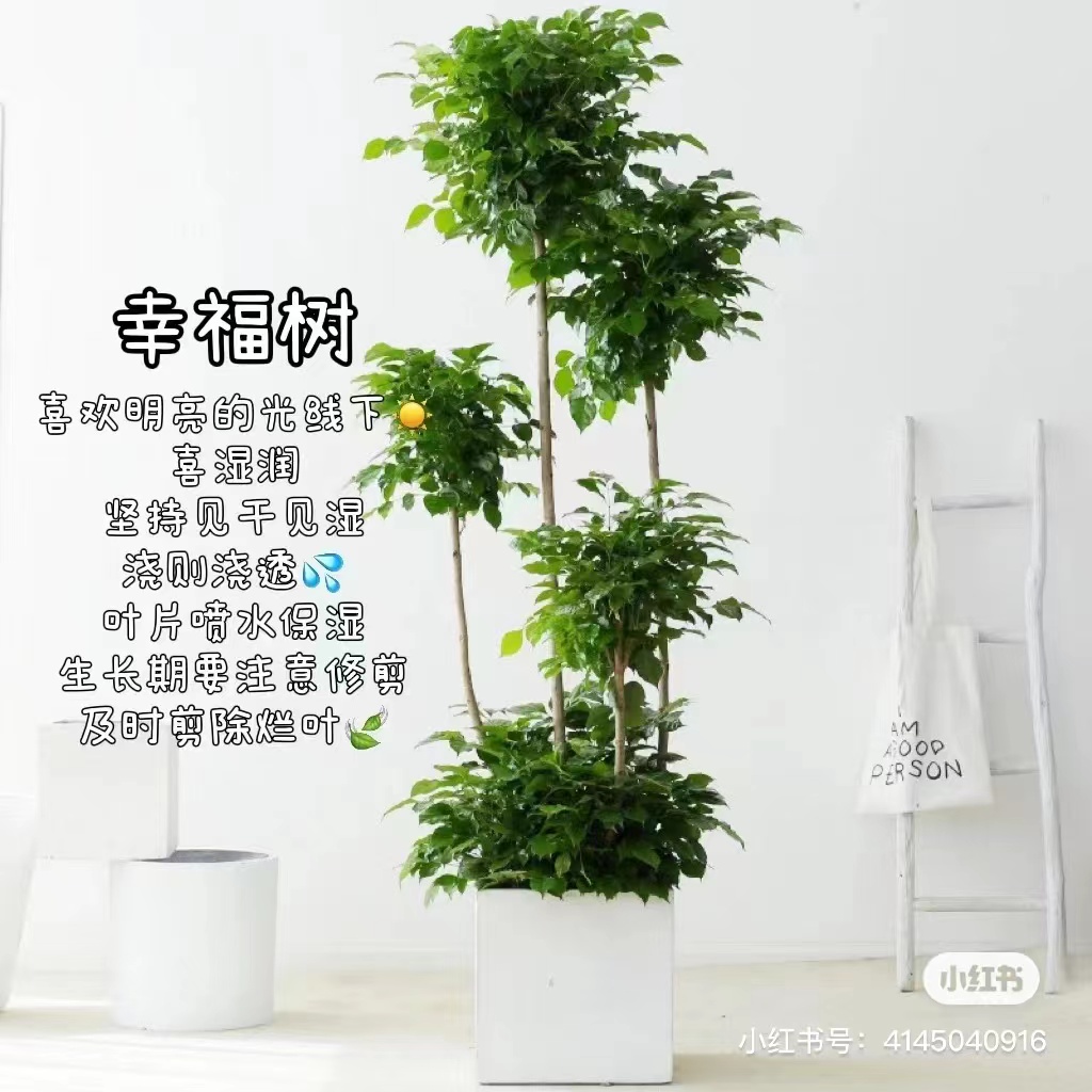 幸福树
