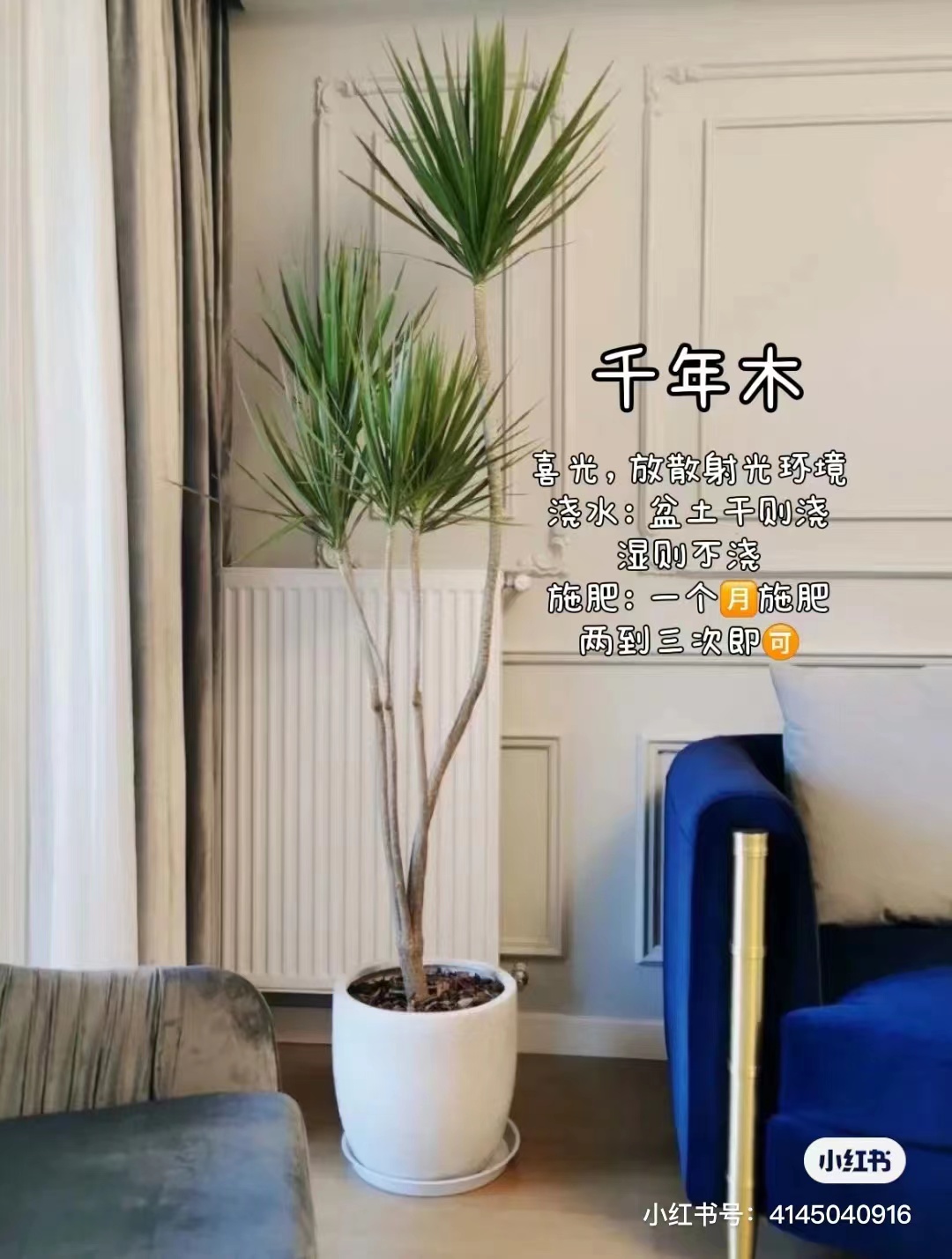 千年木