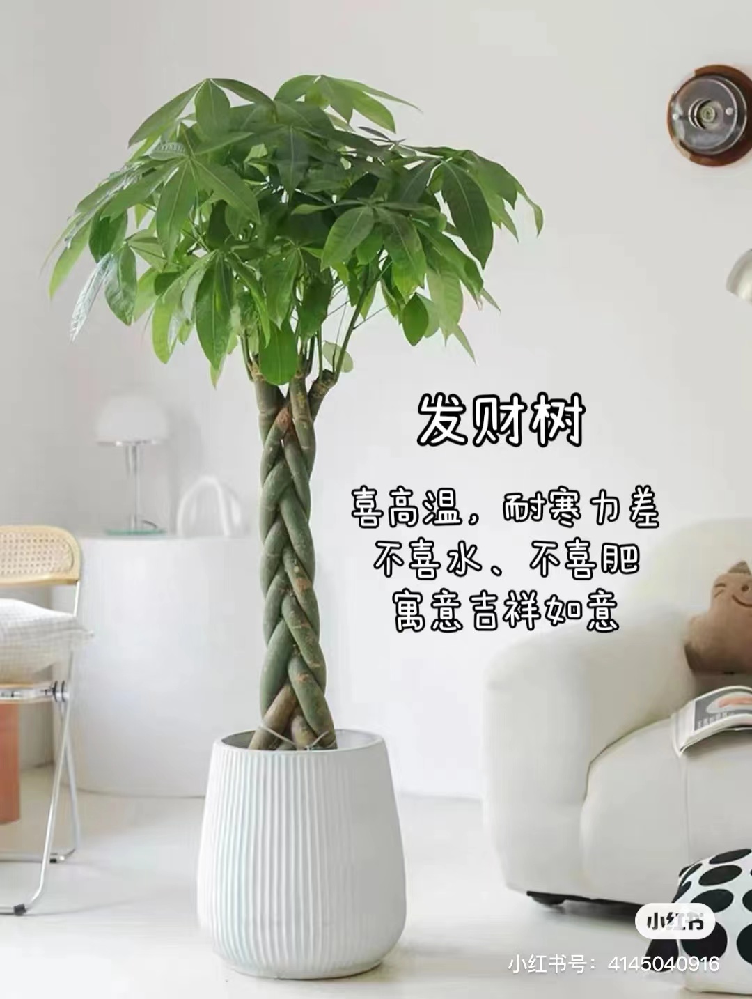 发财树
