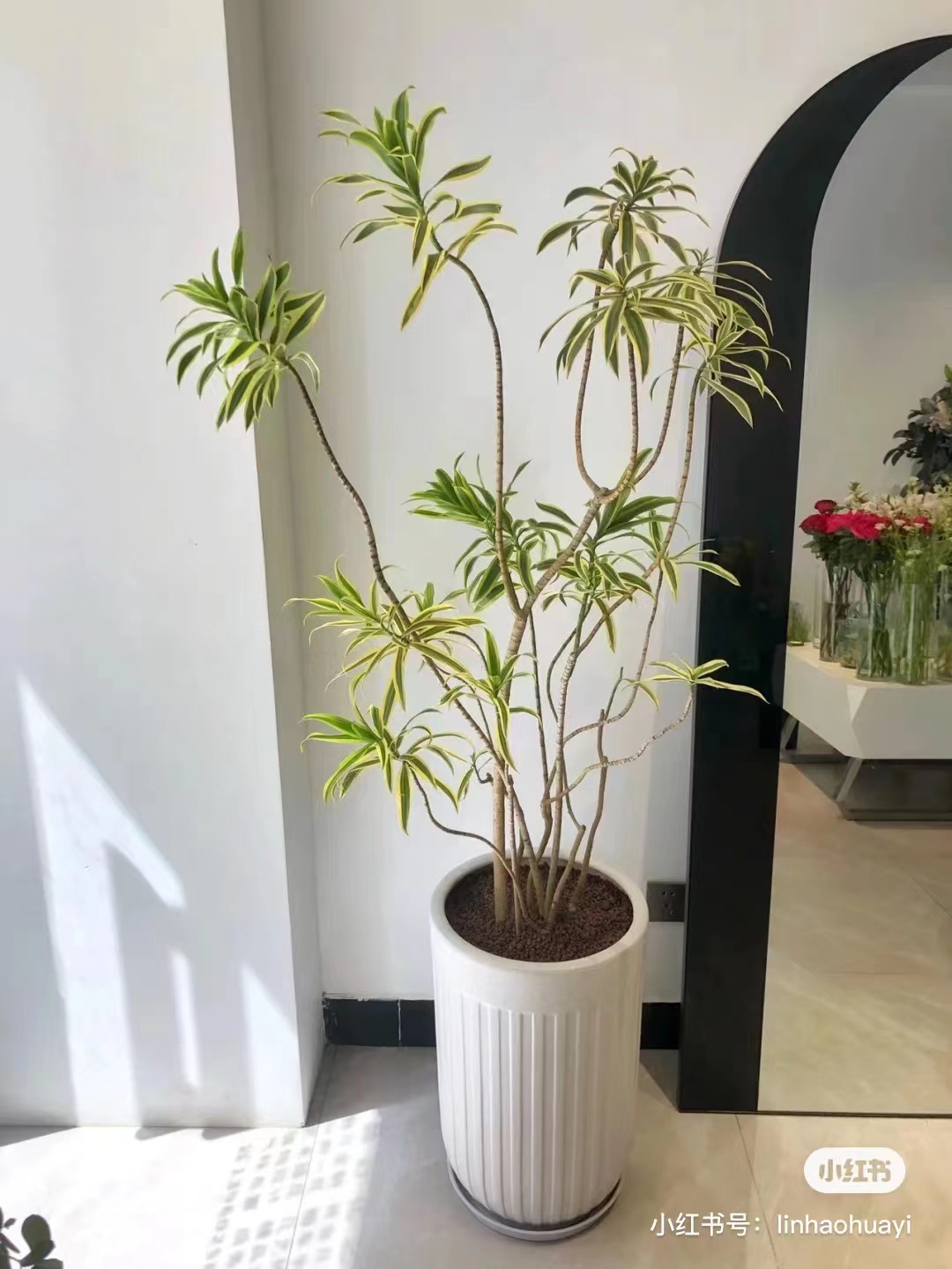 大型植物