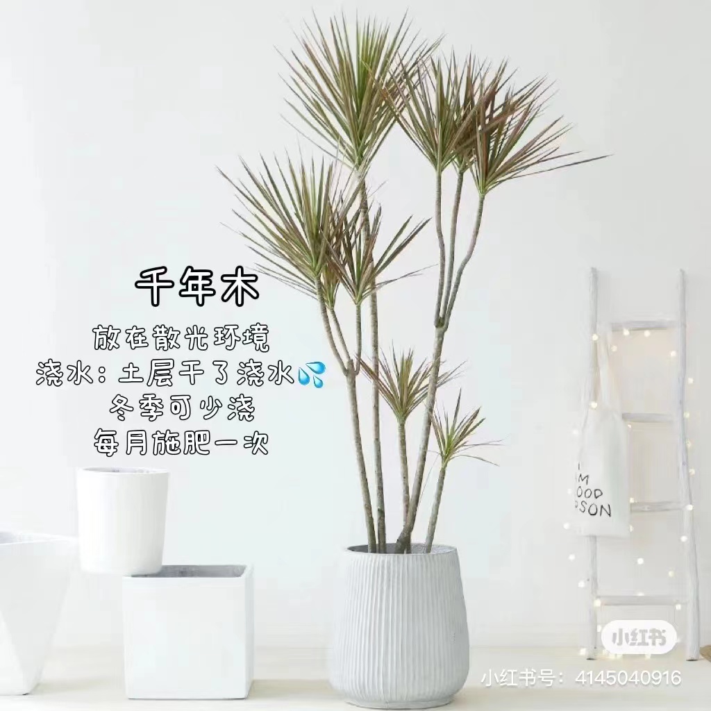 千年木