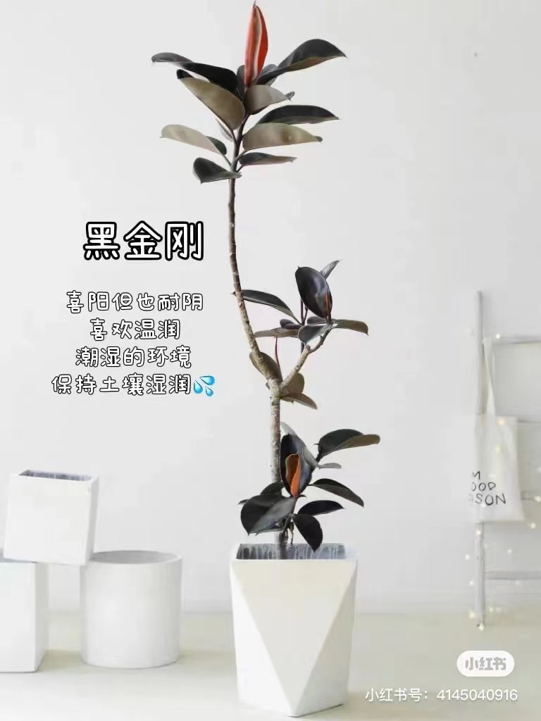 黑金刚