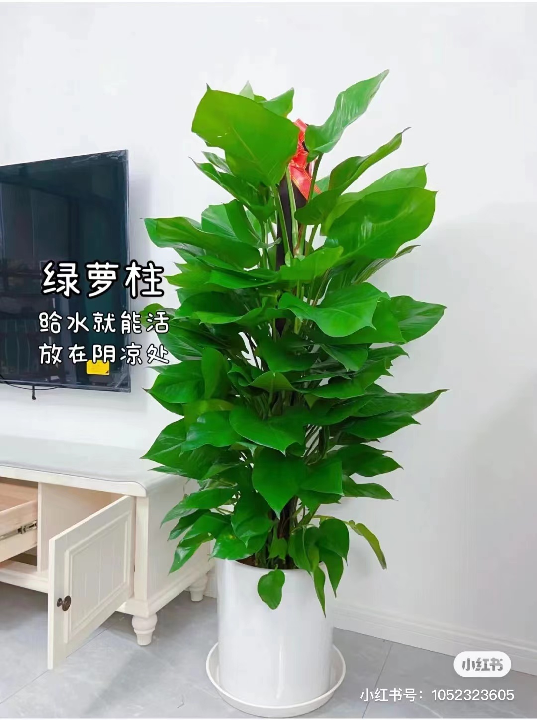 中型植物
