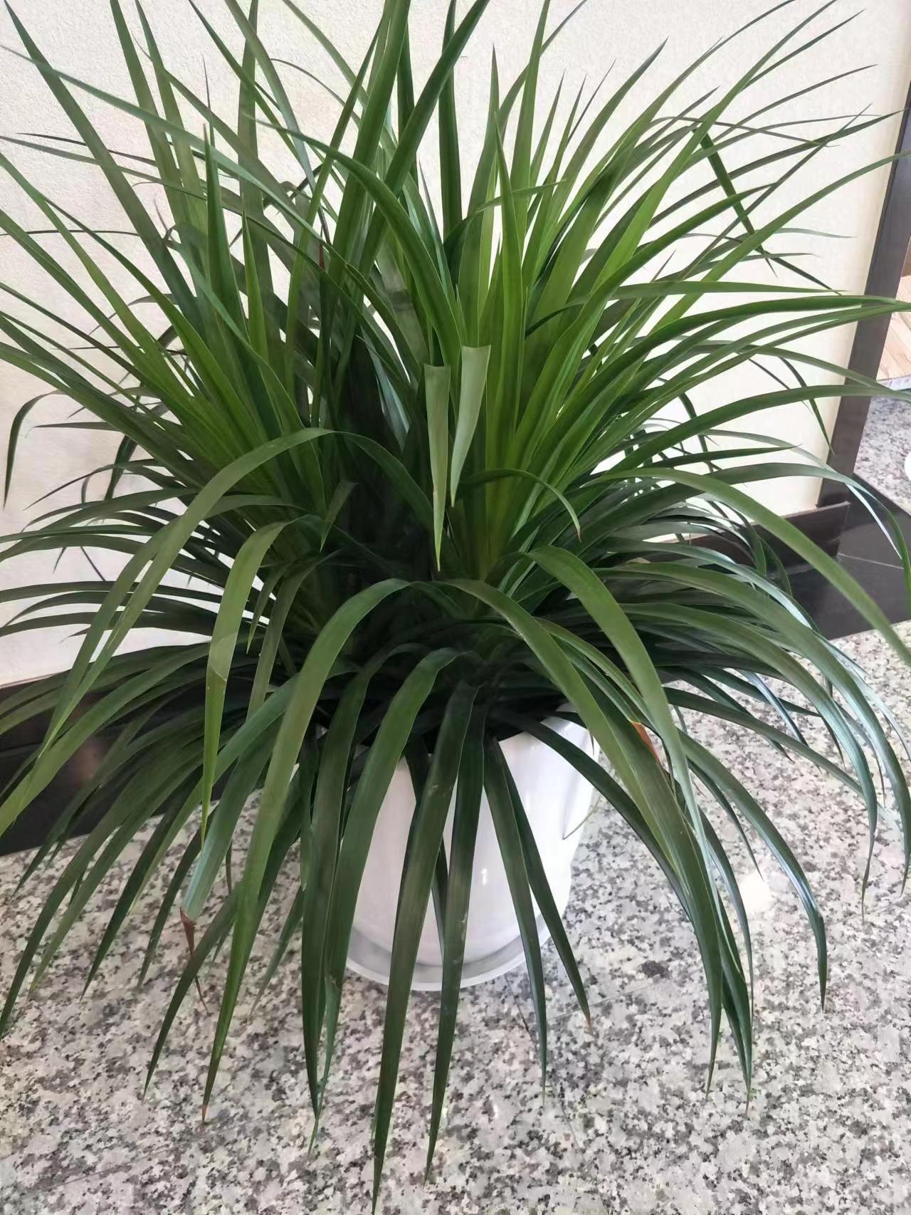 中型植物