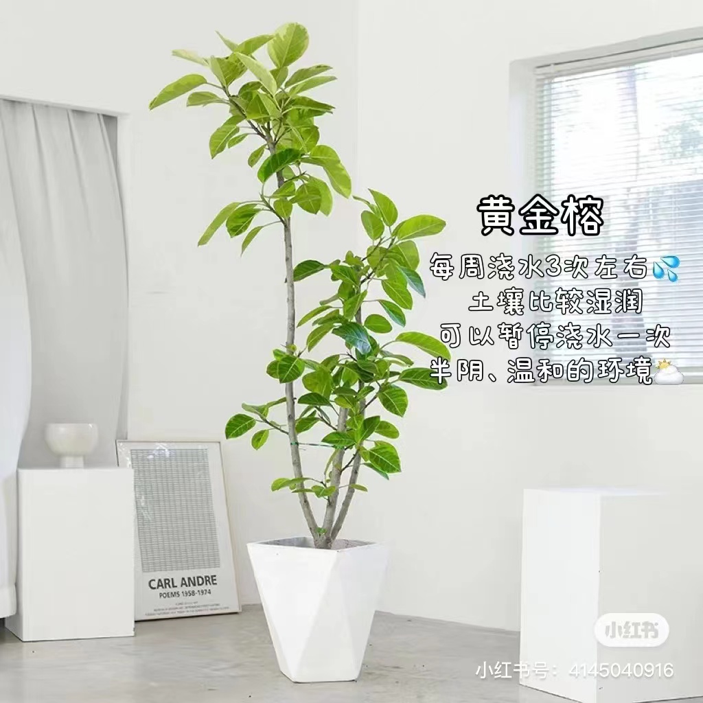 黄金榕
