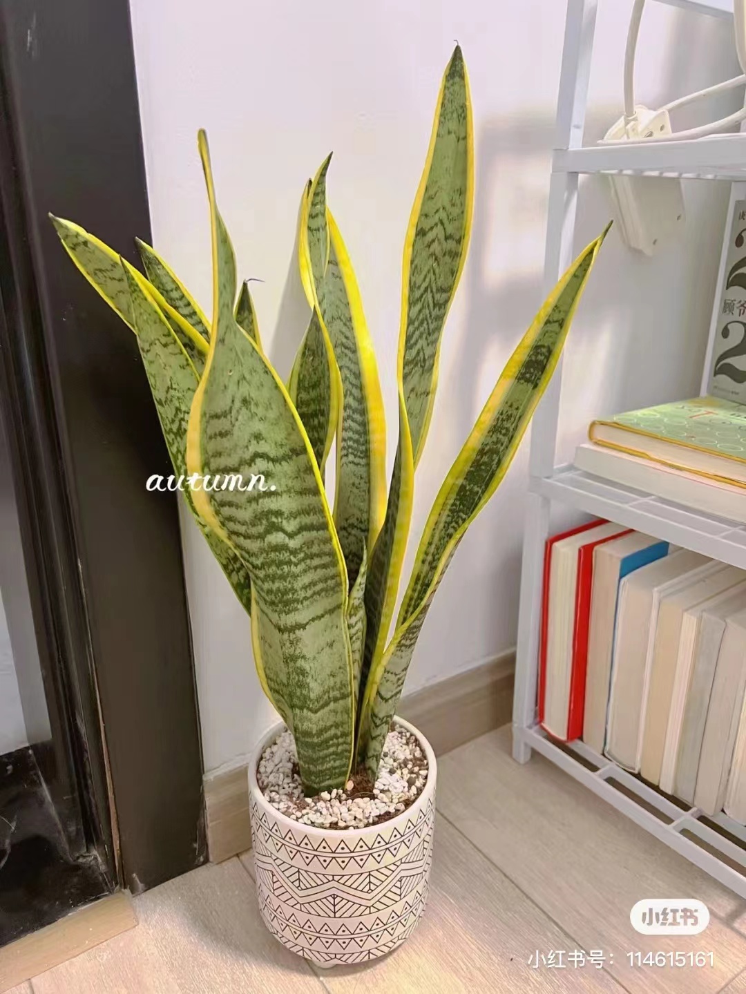 中型植物