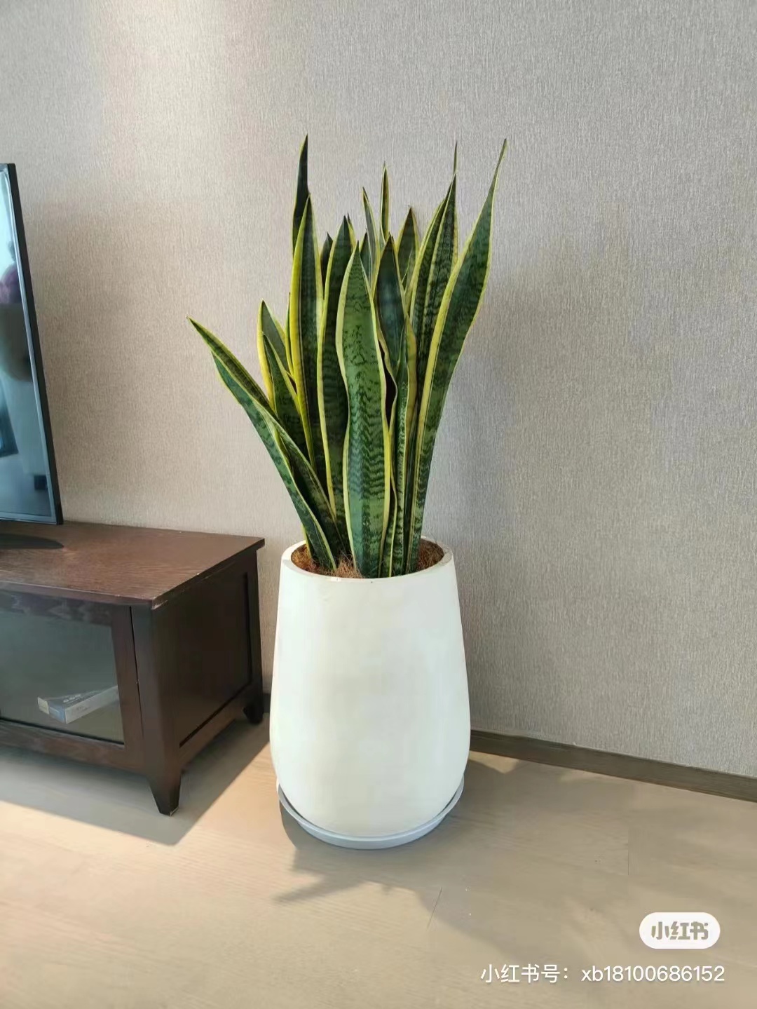 中型植物
