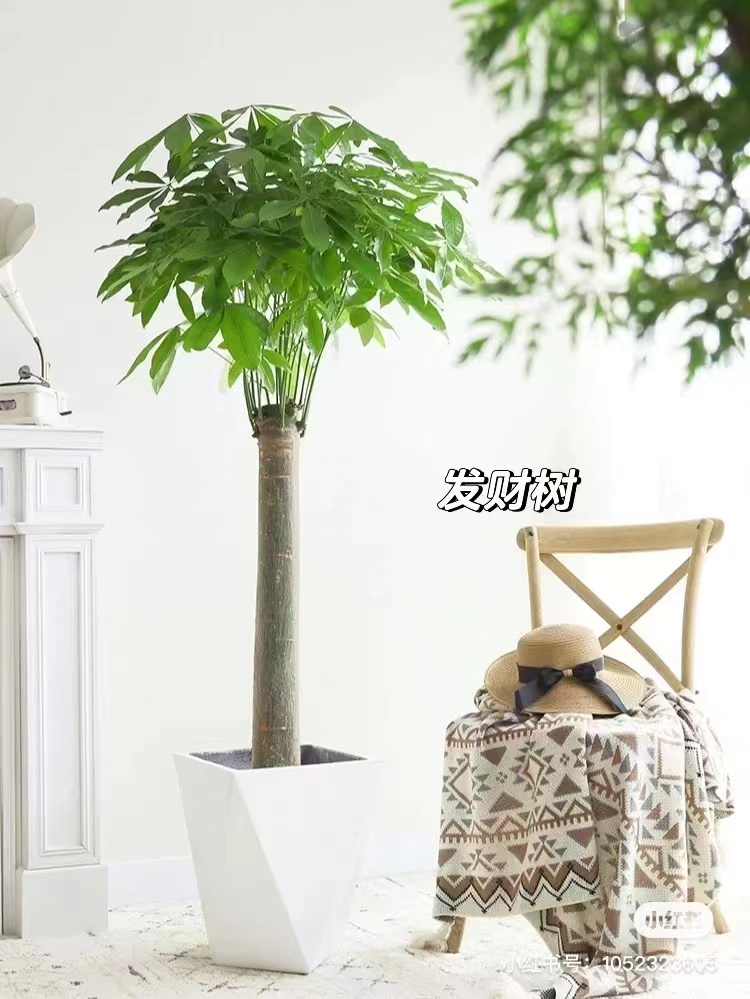 发财树