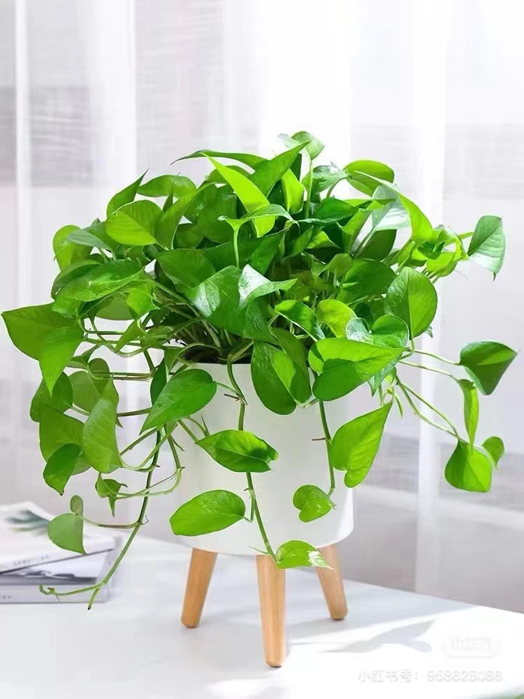 中型植物
