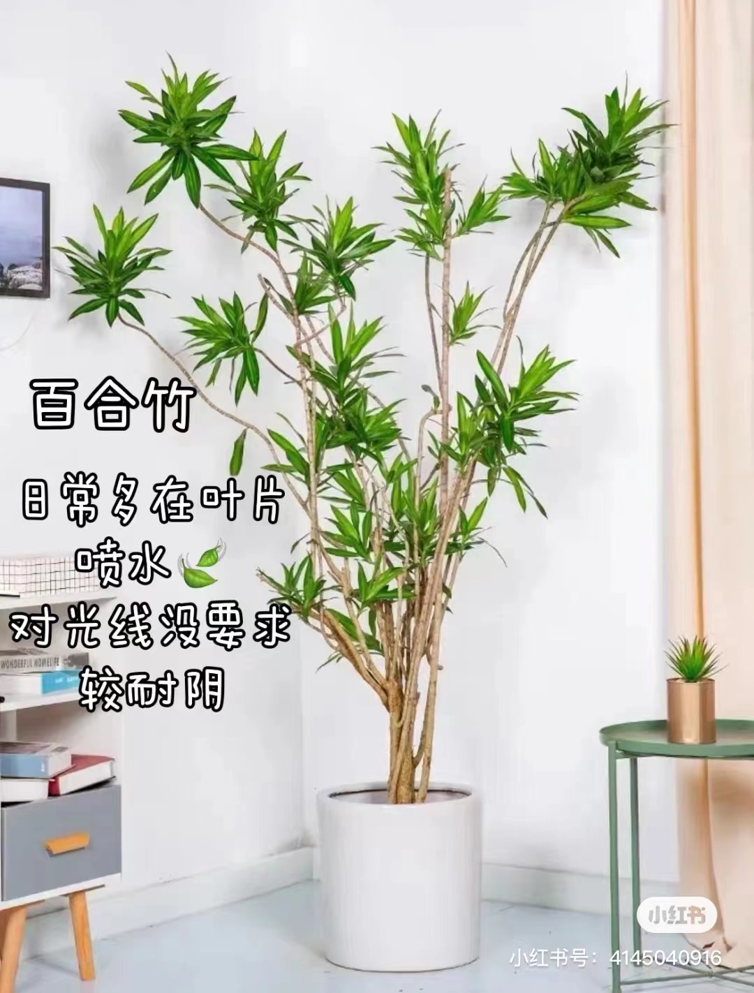 百合竹